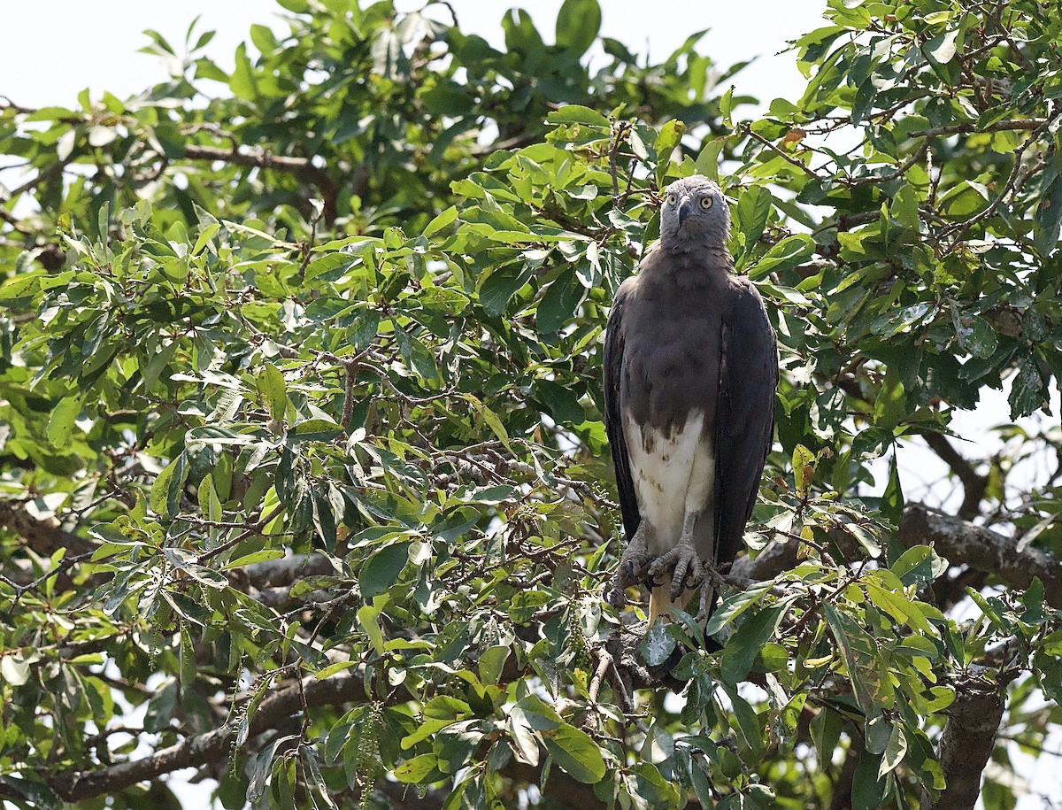 Gray-headed Fish-Eagle - ML617221466