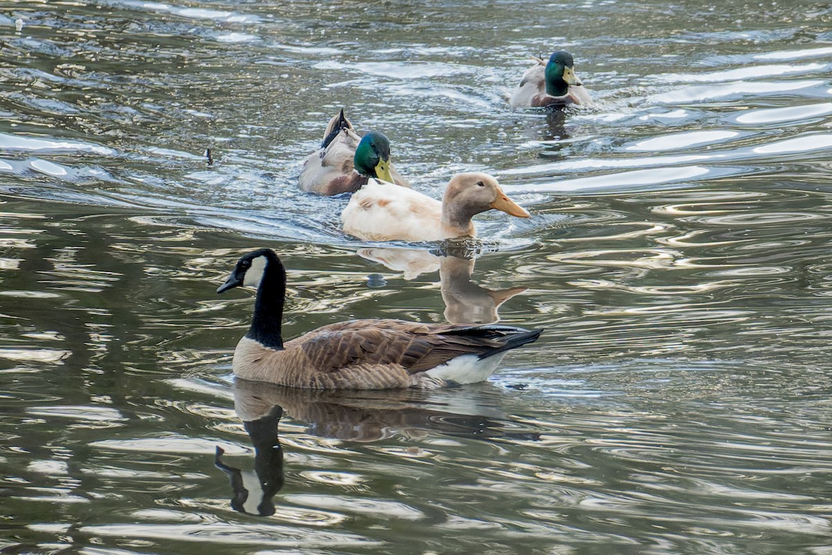 Canard colvert - ML617221471