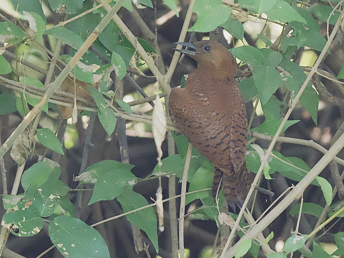 Rufous Woodpecker - Craig Rasmussen