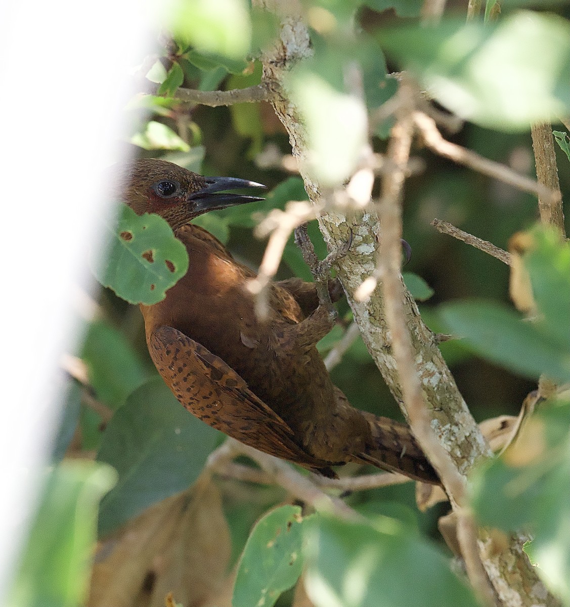 Rufous Woodpecker - Craig Rasmussen