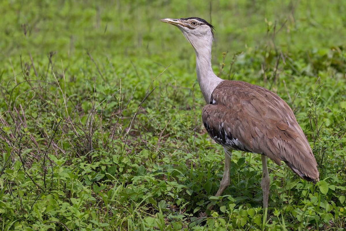 Australian Bustard - ML617221494