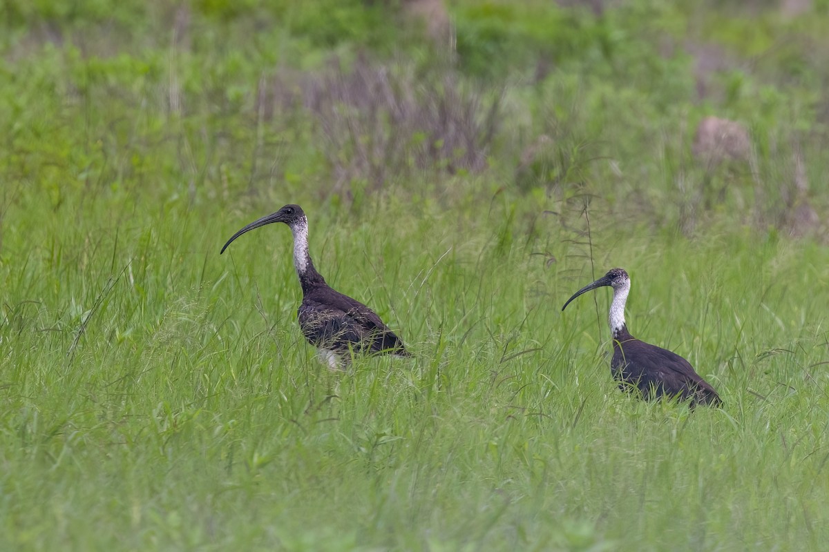 Straw-necked Ibis - ML617221520