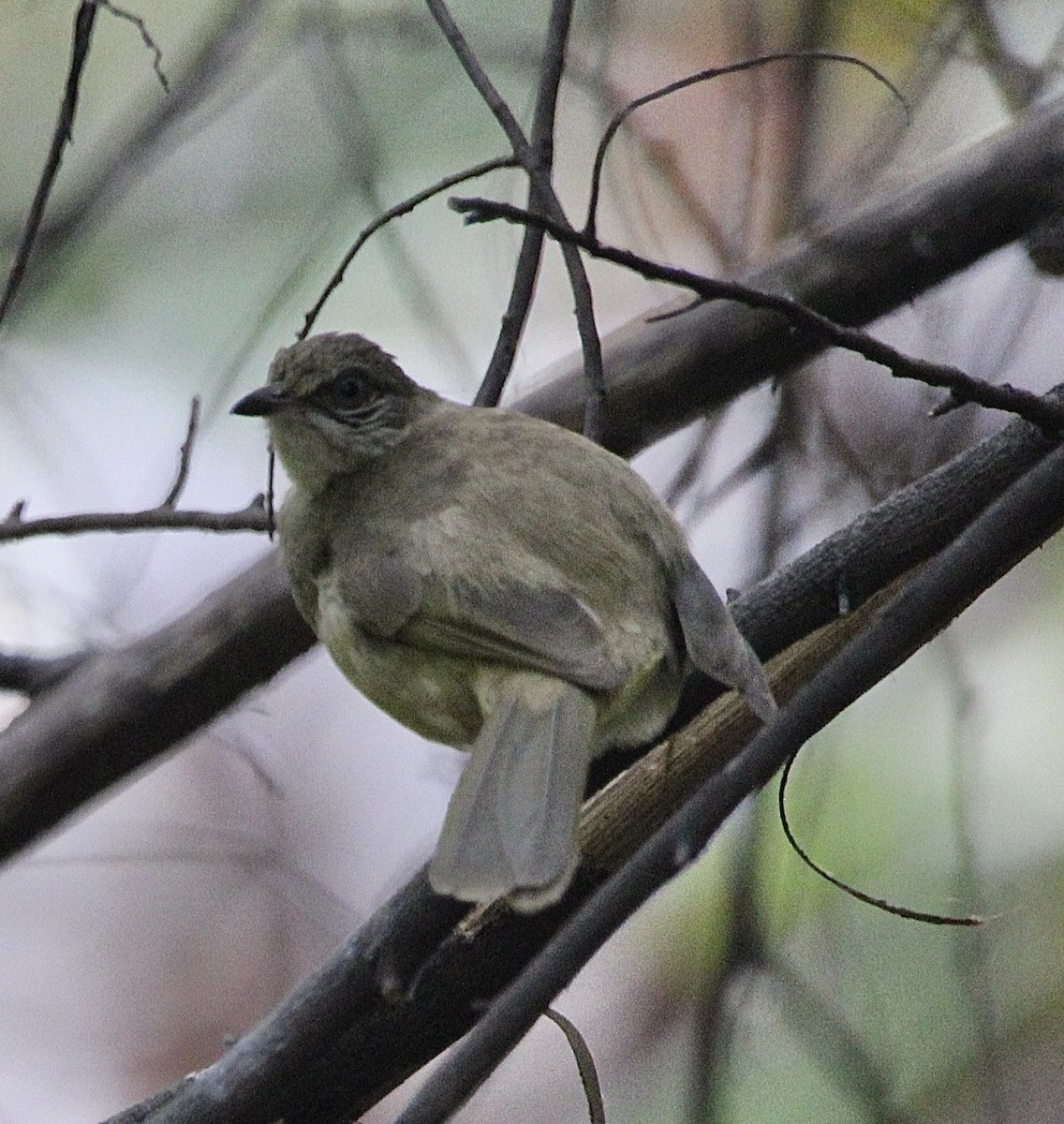 Streak-eared Bulbul - Gehan Gunatilleke