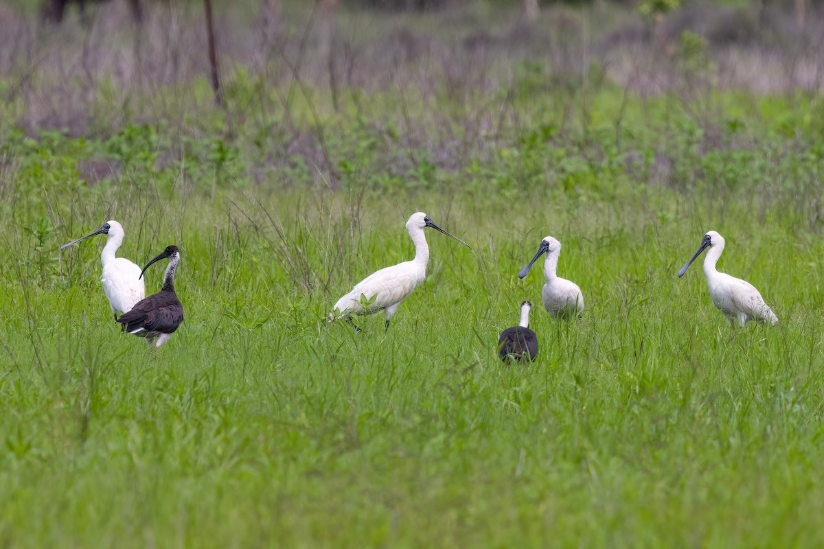 Royal Spoonbill - ML617221529