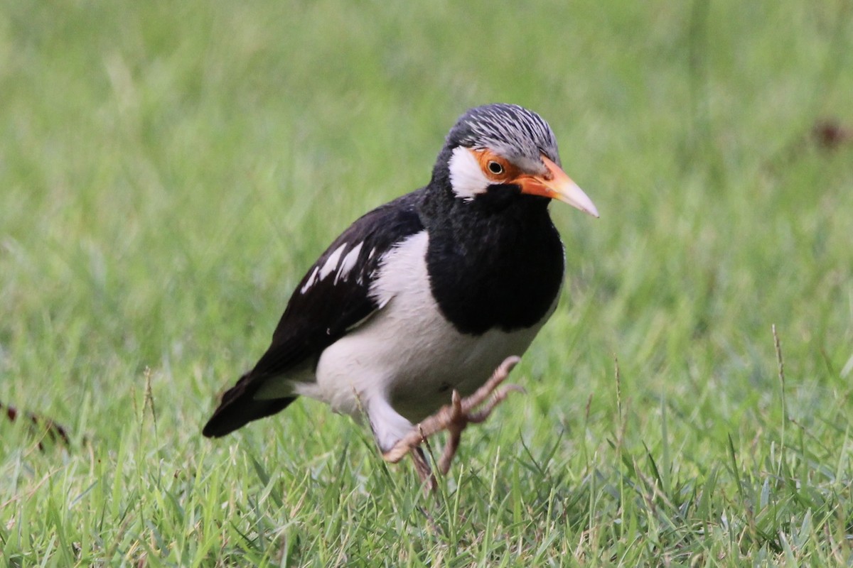 Siamese Pied Starling - Gehan Gunatilleke