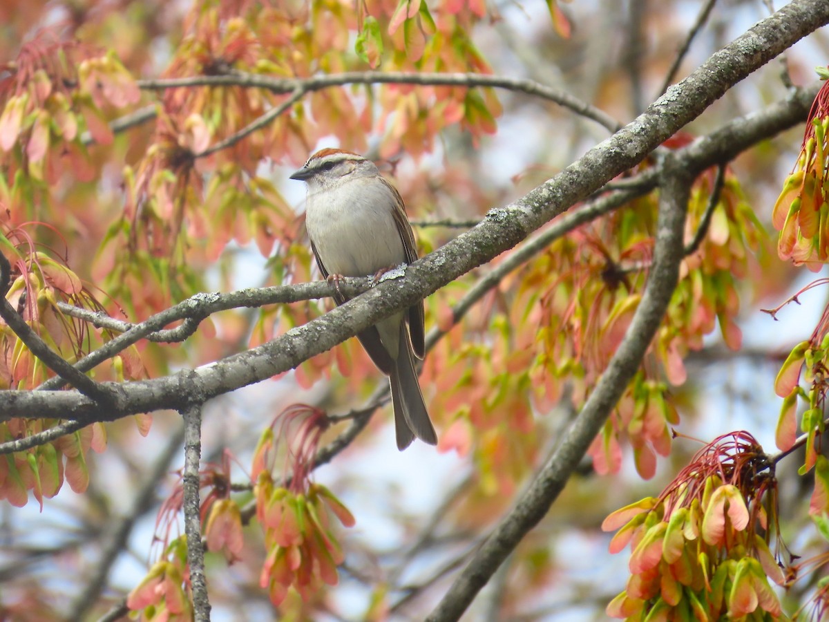 Chipping Sparrow - ML617221539