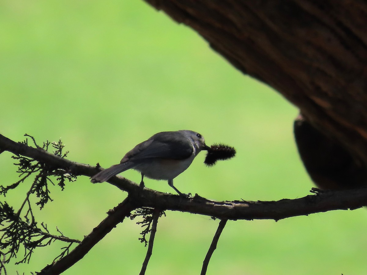 Tufted Titmouse - ML617221574