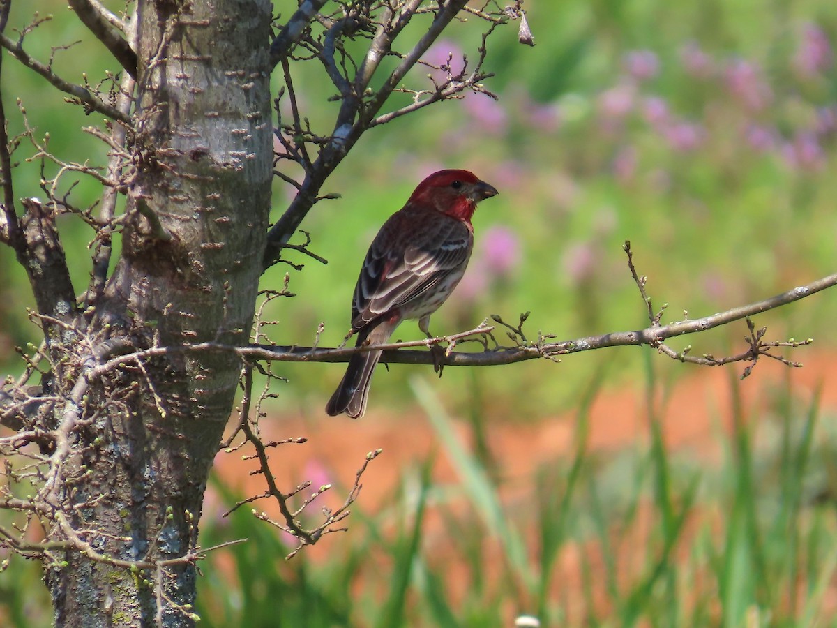 House Finch - ML617221585