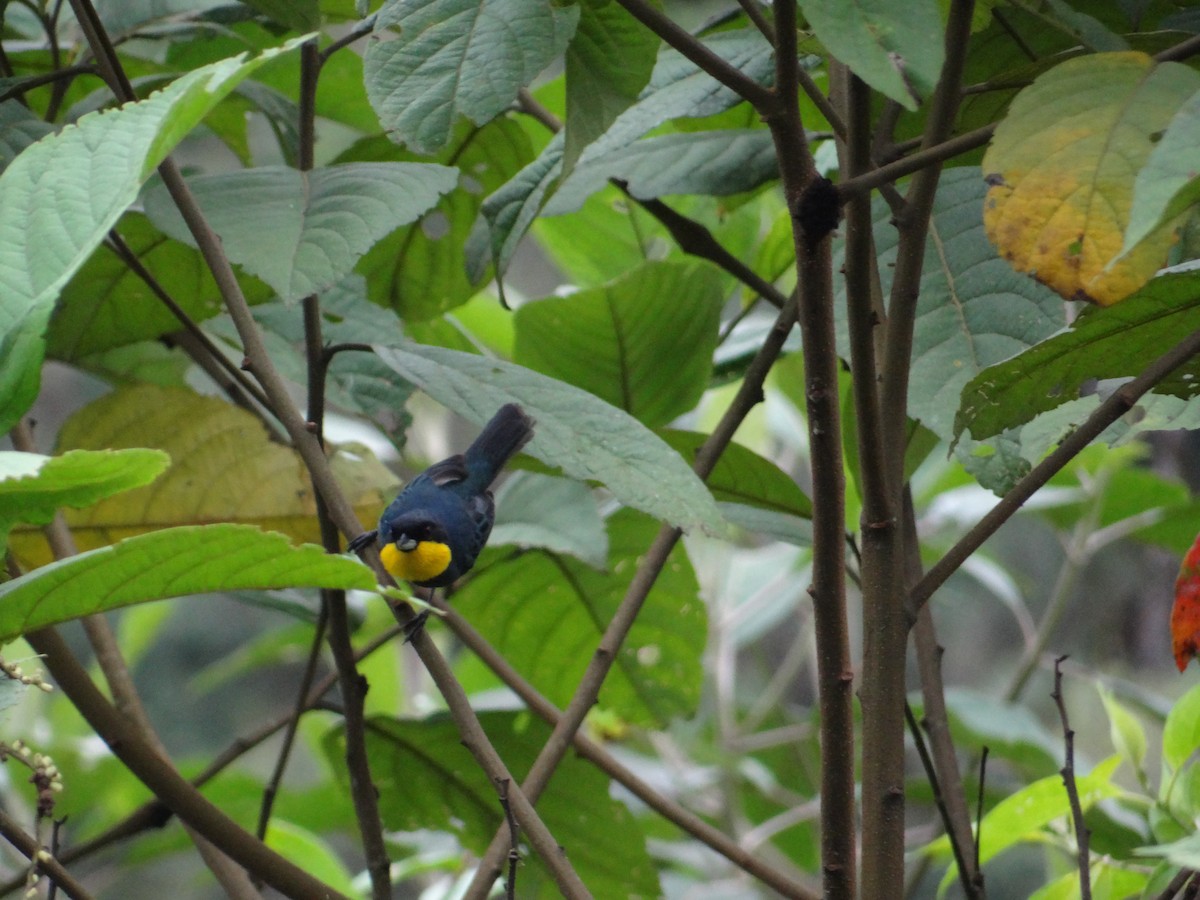 Purplish-mantled Tanager - ML617221592