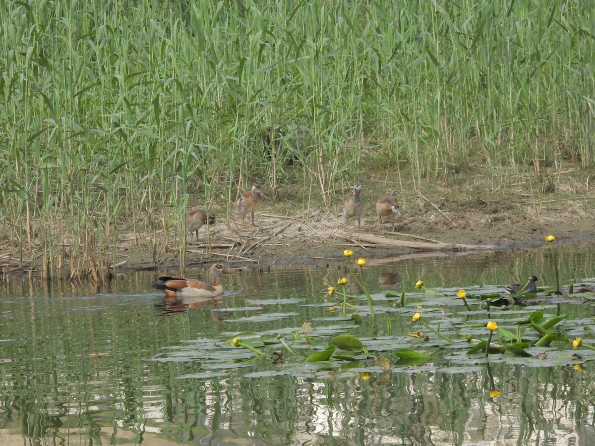 Egyptian Goose - ML617221622