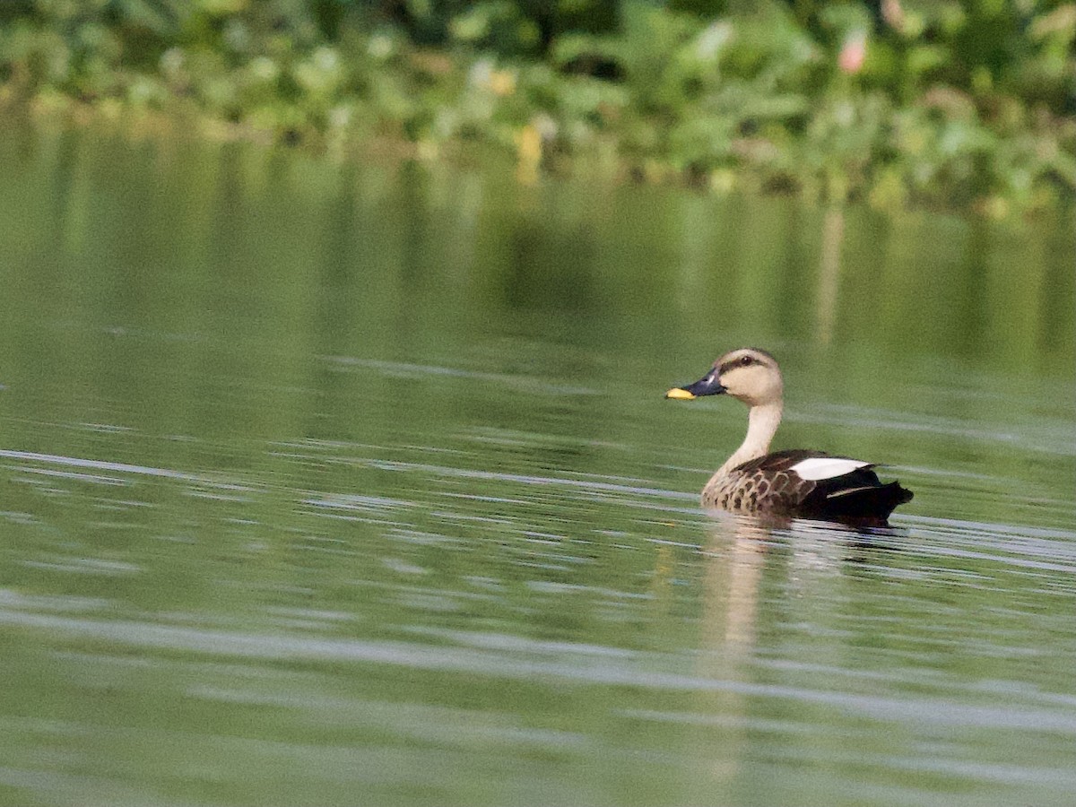 Canard à bec tacheté - ML617221629