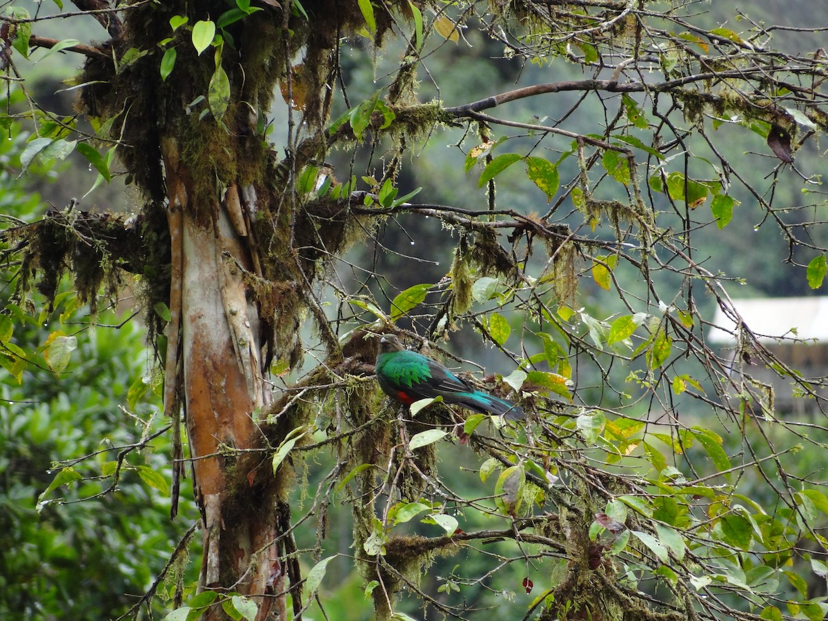 Quetzal Cabecidorado - ML617221651