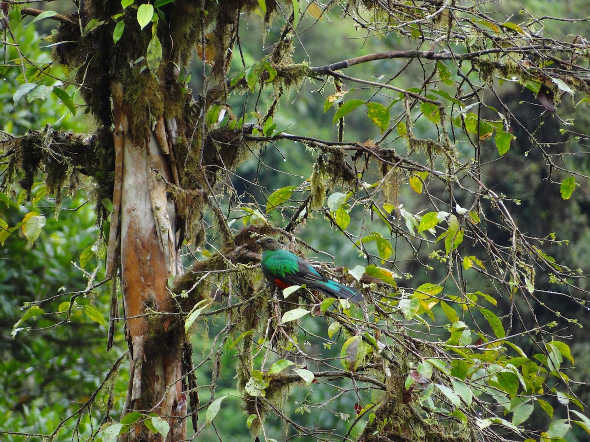 Quetzal Cabecidorado - ML617221652
