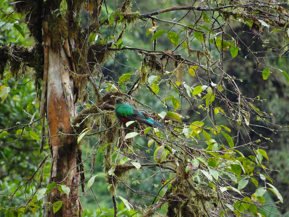 Golden-headed Quetzal - ML617221653