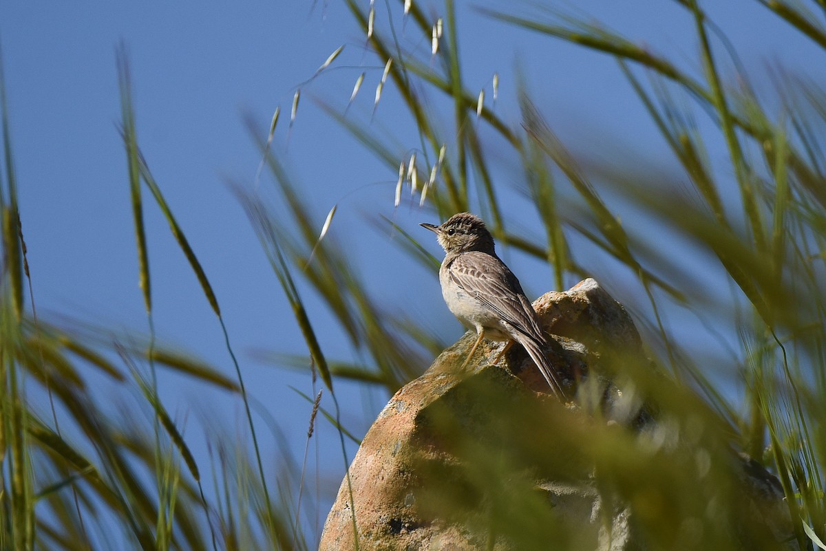 Long-billed Pipit - ML617221661