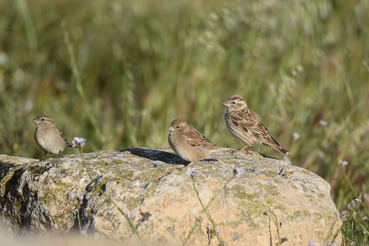 Rock Sparrow - ML617221665