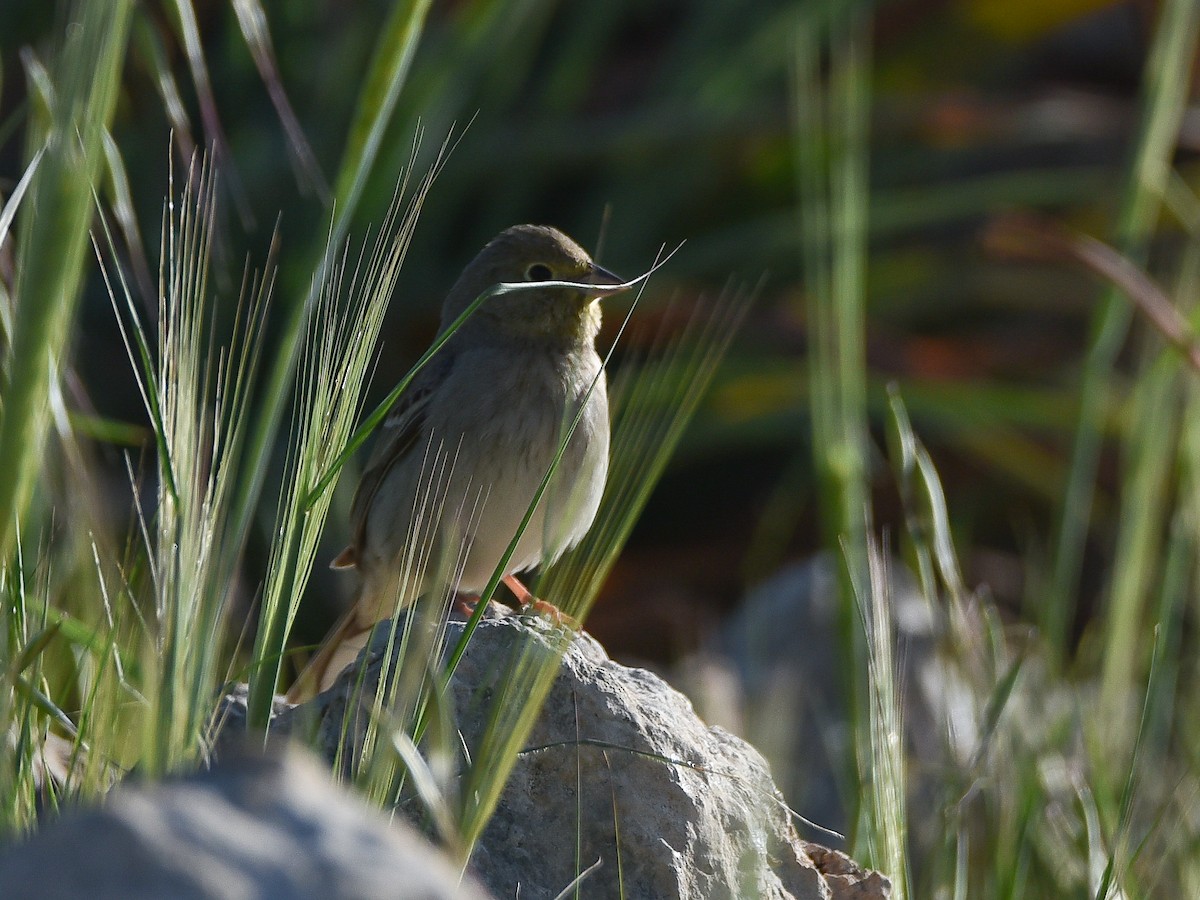 Cinereous Bunting - ML617221667