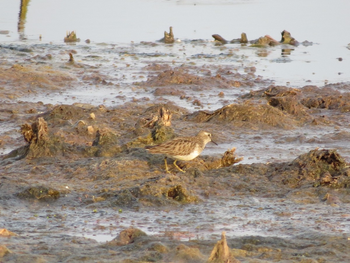 Least Sandpiper - ML617221677