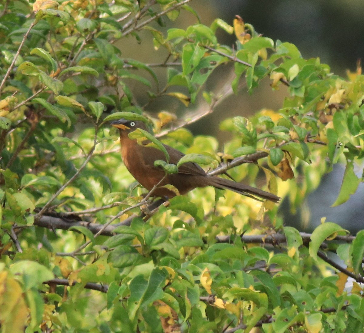 Rufous Babbler - ML617221787