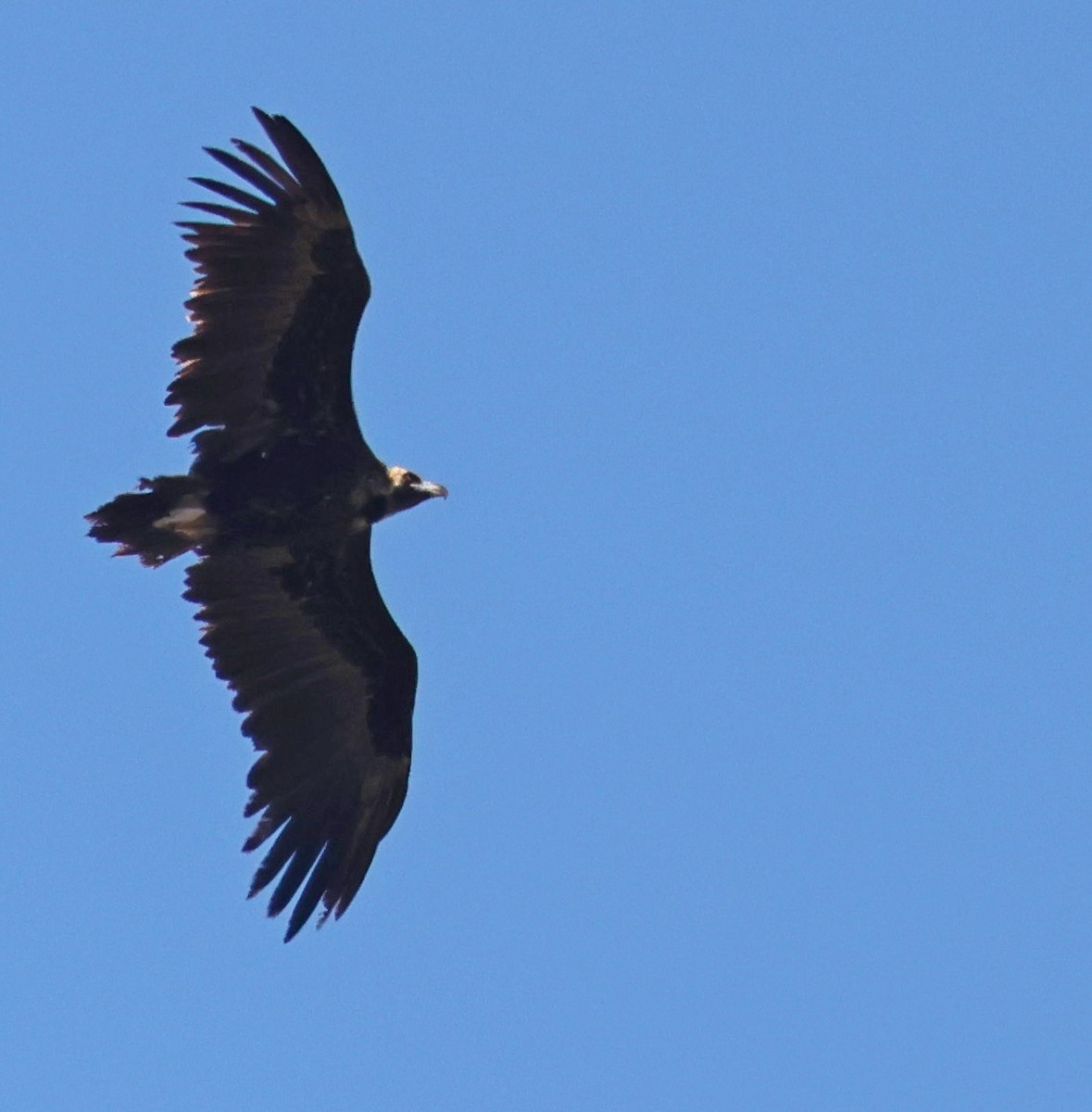 Cinereous Vulture - ML617221822