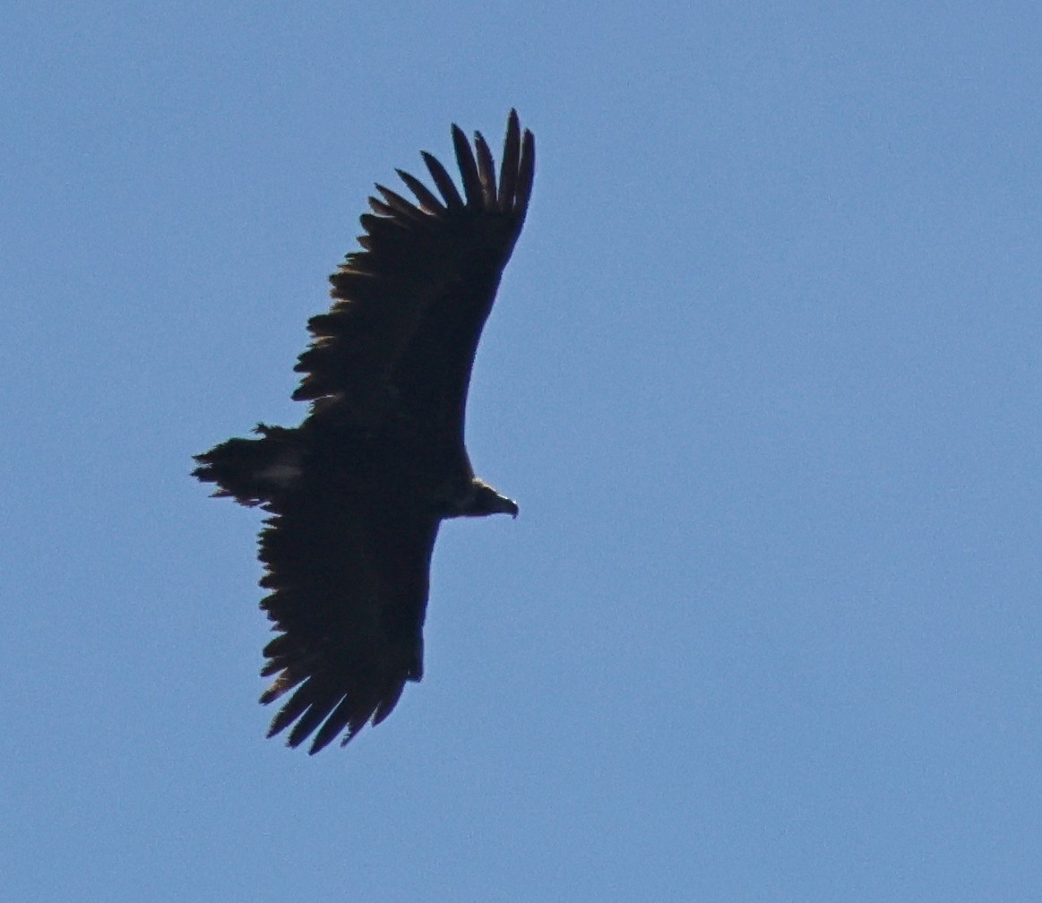 Cinereous Vulture - ML617221823