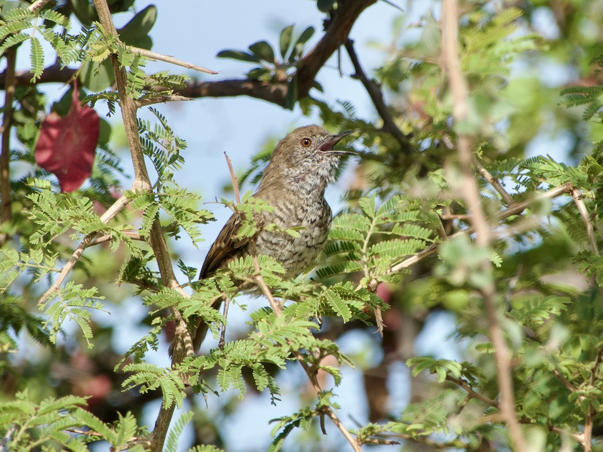 Barred Wren-Warbler - ML617221831