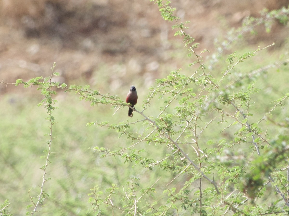 Black-faced Waxbill - ML617221845