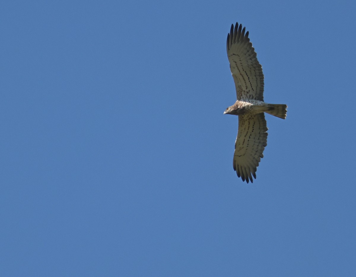 Short-toed Snake-Eagle - ML617221854