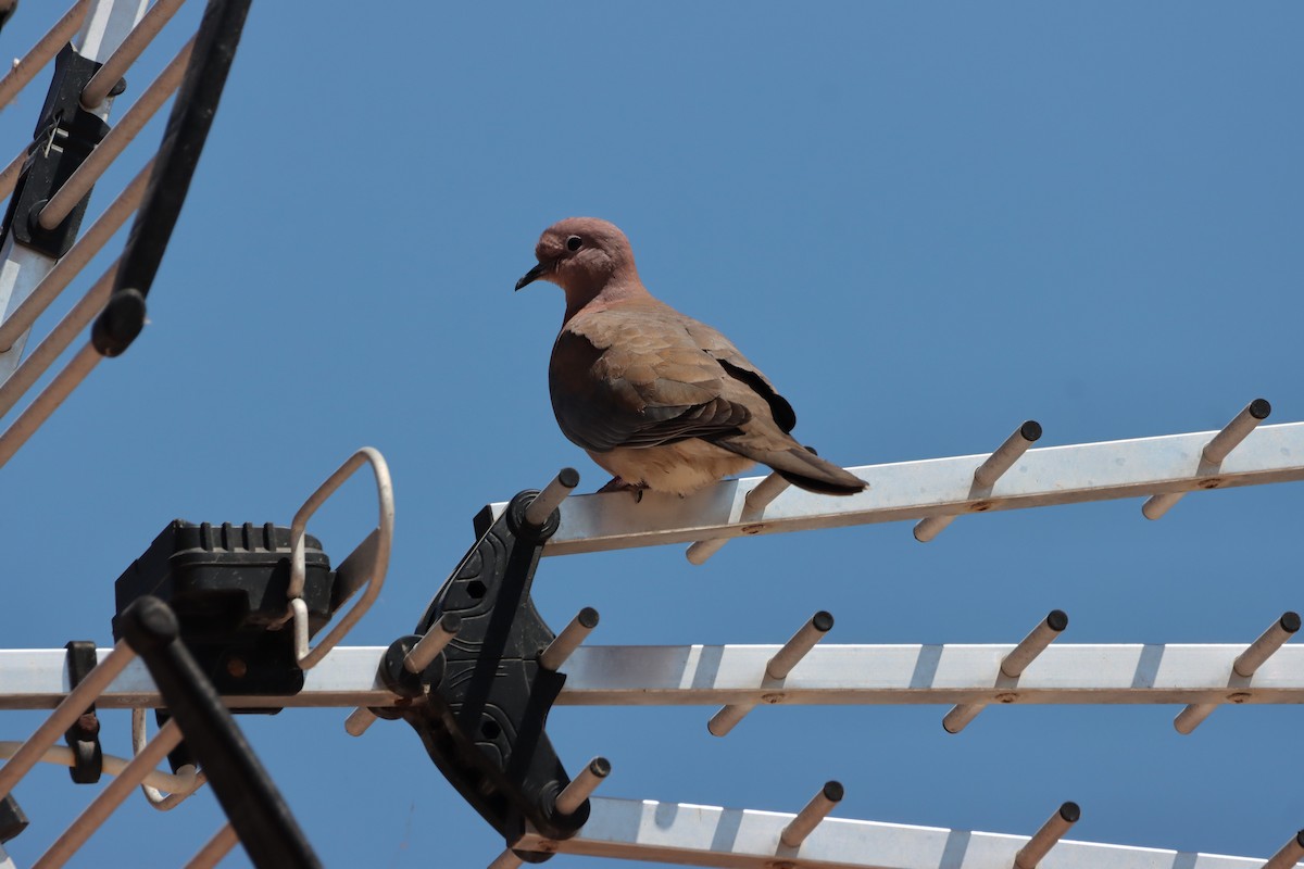 Laughing Dove - Stylianos Zannetos