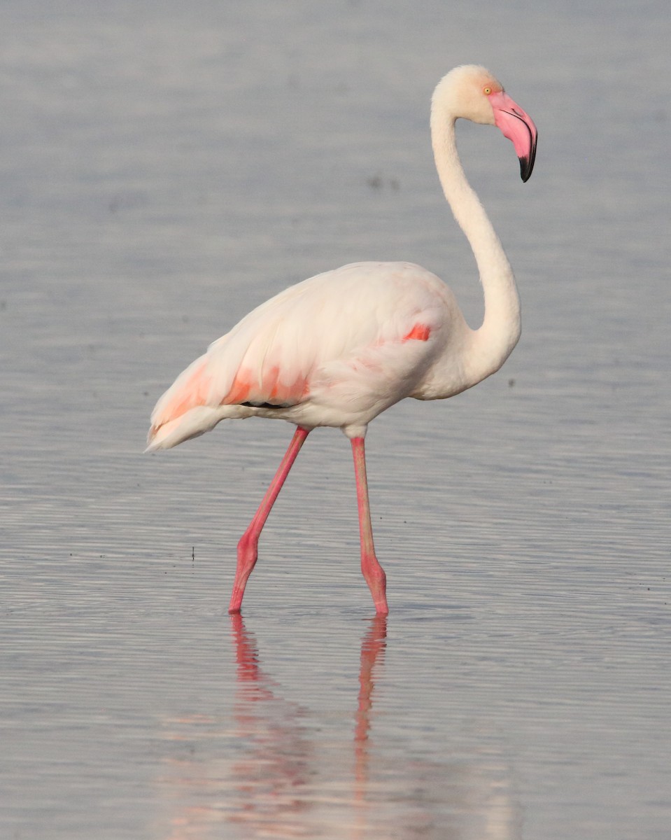 rosenflamingo - ML617221887