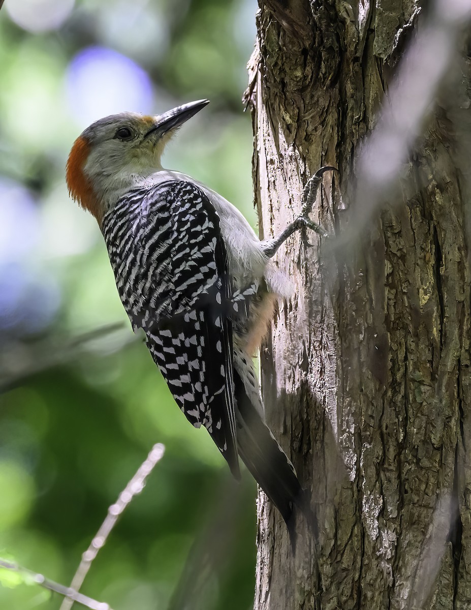 Red-bellied Woodpecker - David Baker