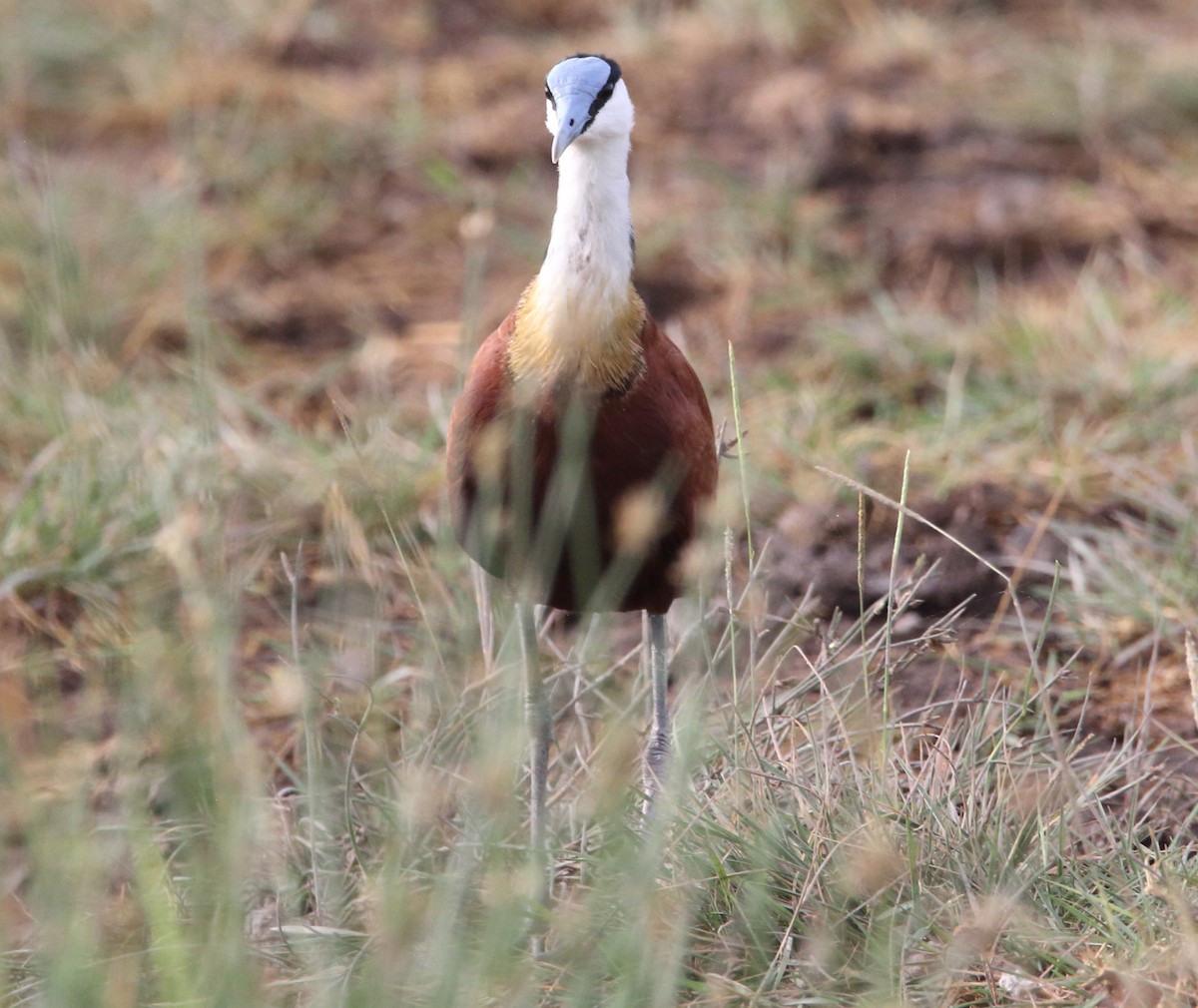 African Jacana - ML617221939