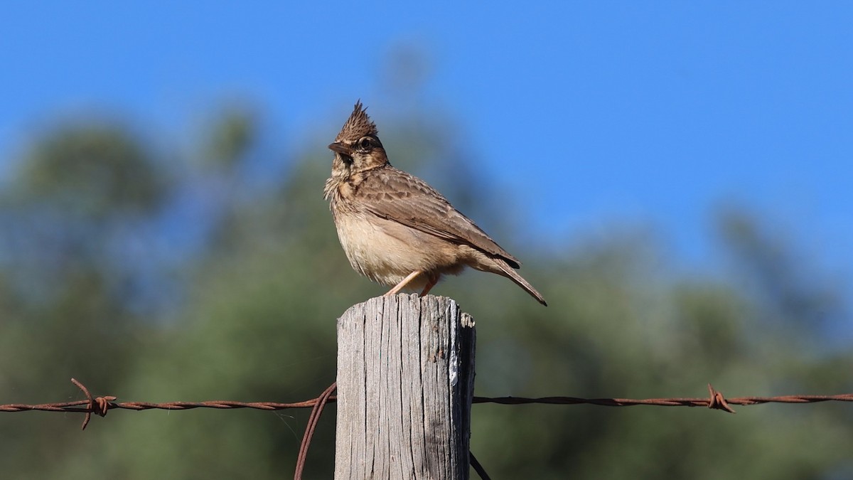 Crested Lark - ML617221950