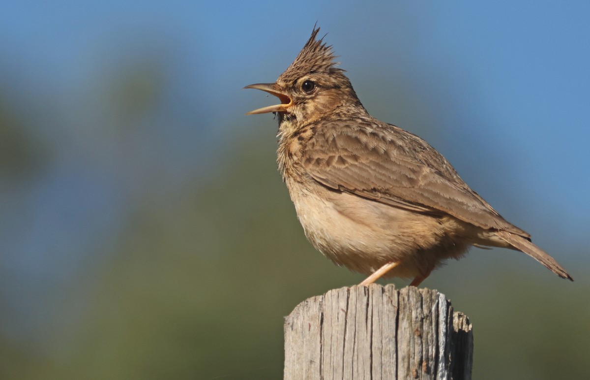 Crested Lark - ML617221955