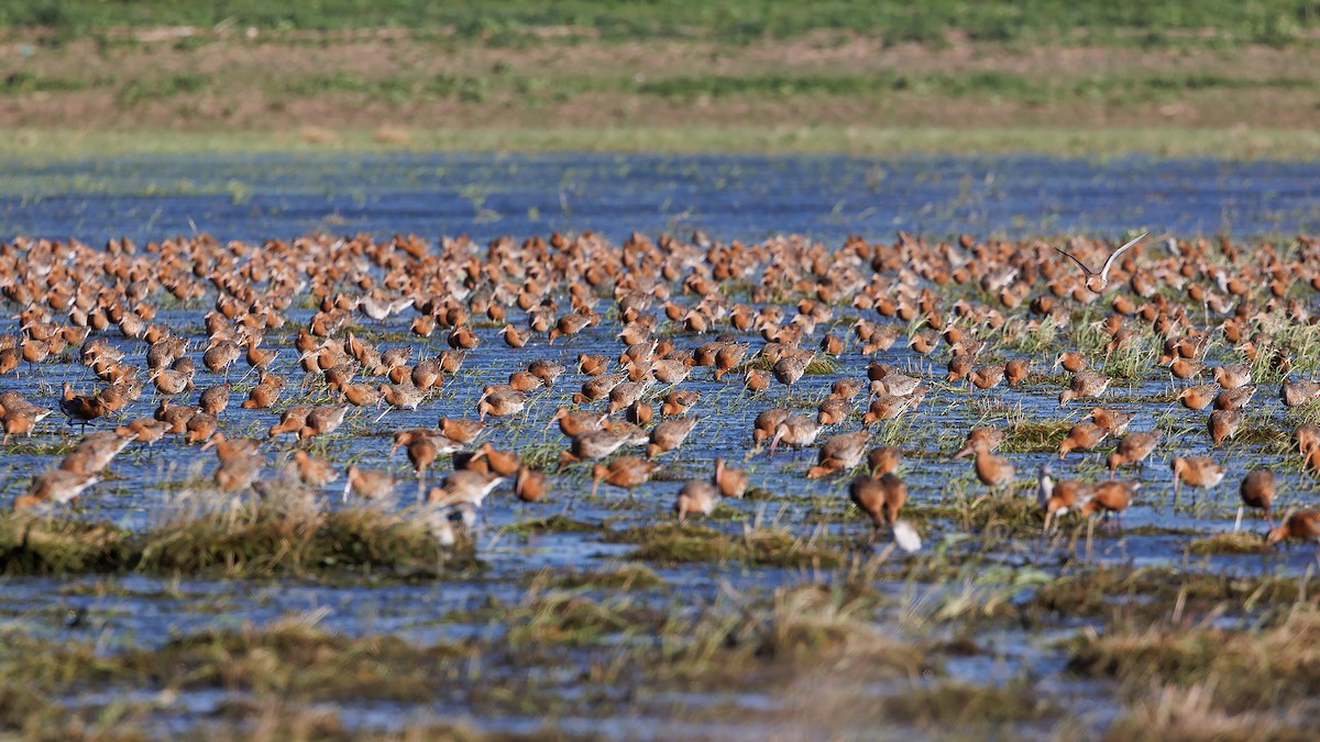 Black-tailed Godwit (islandica) - ML617221958