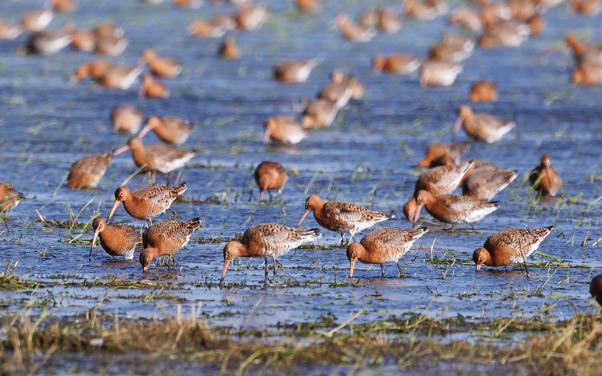 Black-tailed Godwit (islandica) - ML617221960