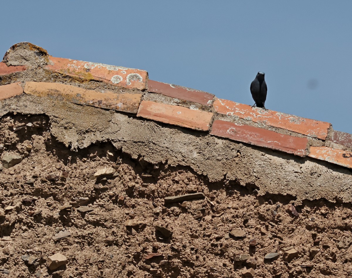 Blue Rock-Thrush - ML617221973