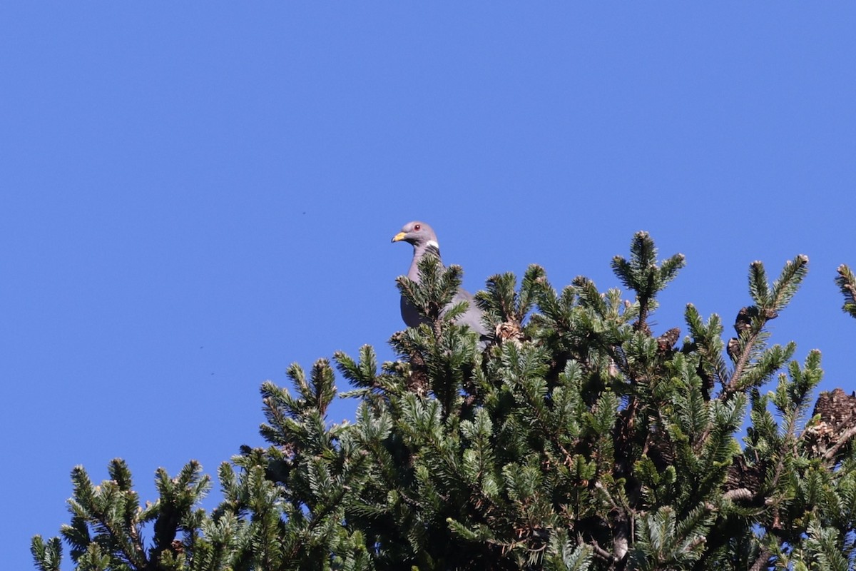 Band-tailed Pigeon - ML617222043