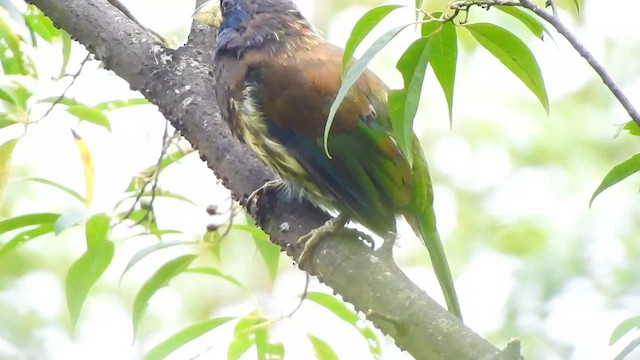 Great Barbet - ML617222072