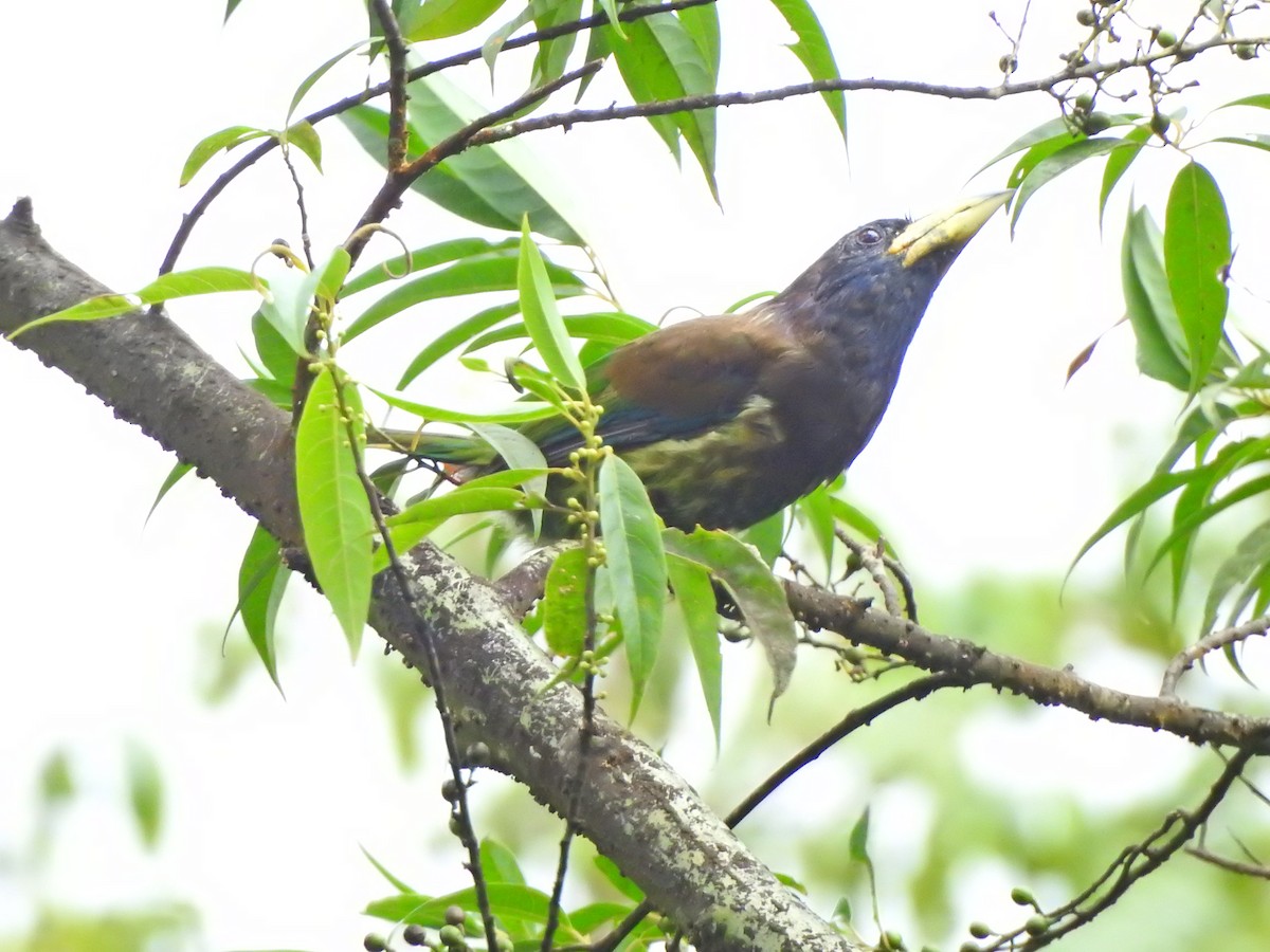 Great Barbet - ML617222105