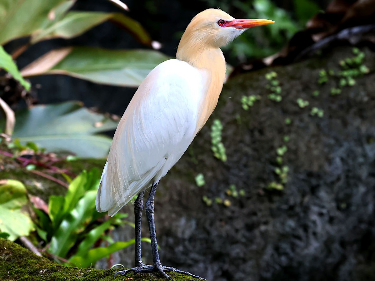 Eastern Cattle Egret - ML617222166