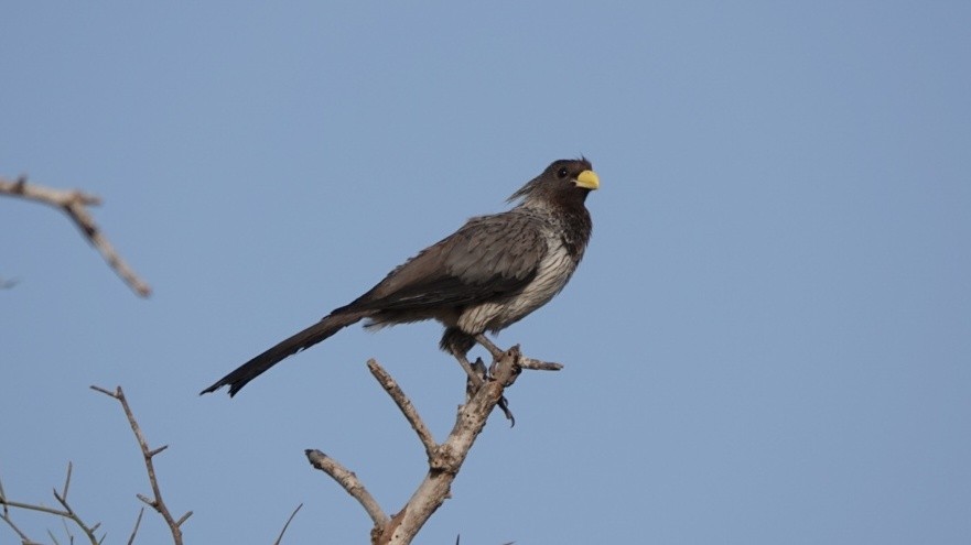 Western Plantain-eater - Nick Addey