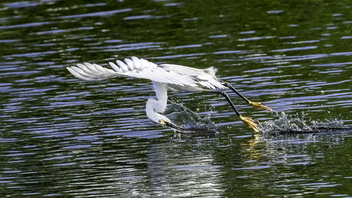 Snowy Egret - ML617222243