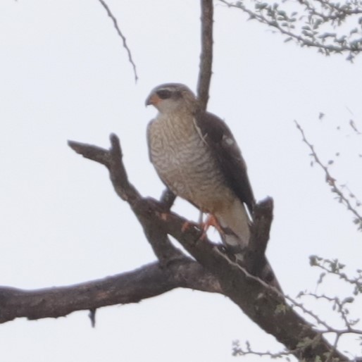 Ovambo Sparrowhawk - @ mg_birds