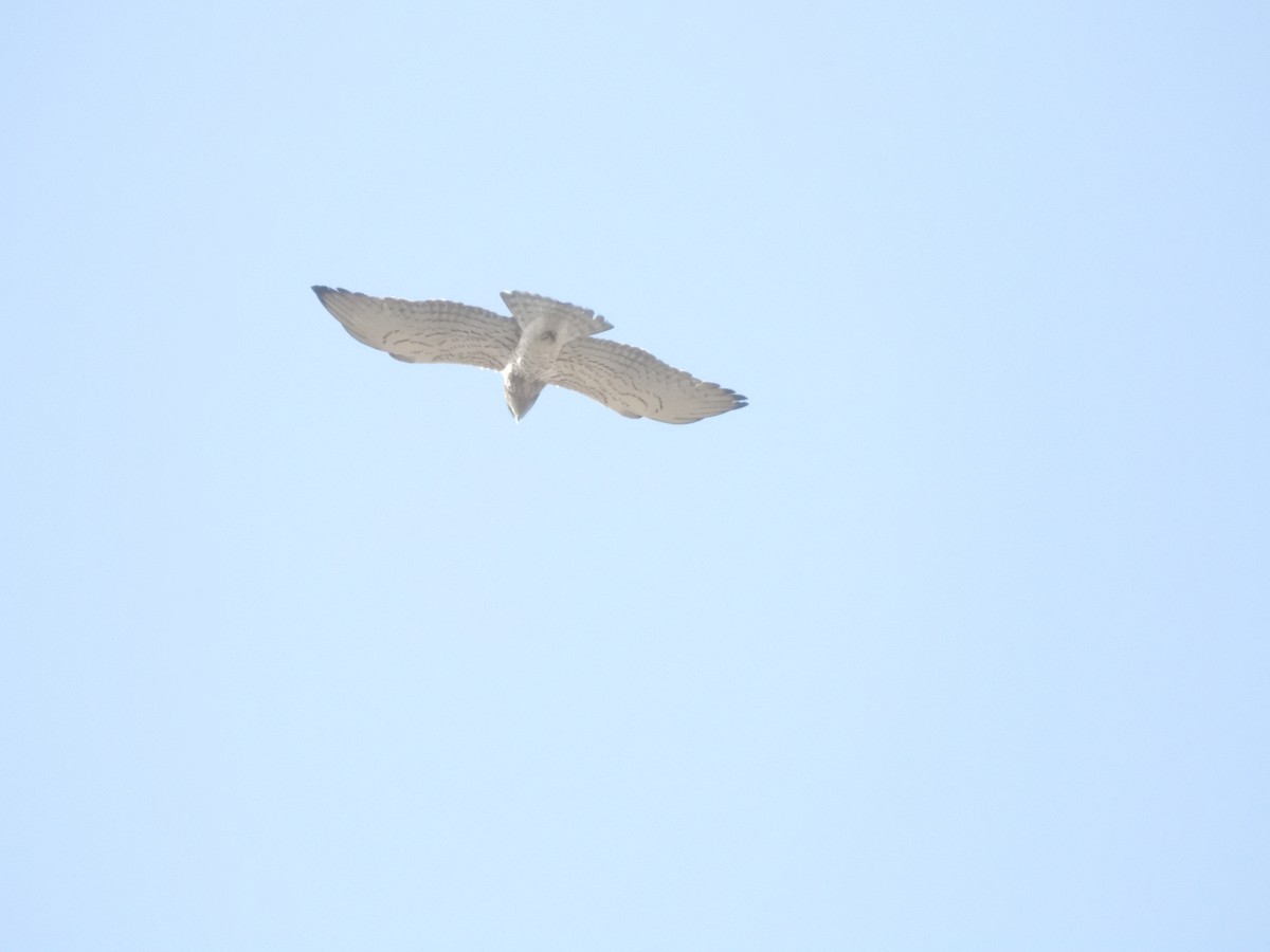 Short-toed Snake-Eagle - ML617222269