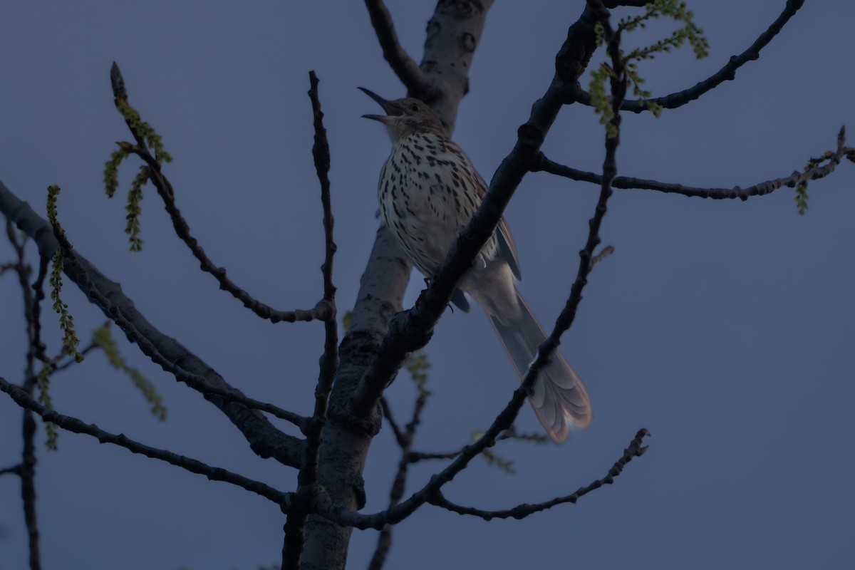 Brown Thrasher - ML617222280