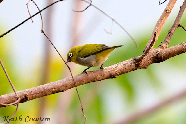 Indian White-eye - Keith Cowton