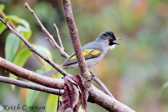 Bulbul à ailes vertes - ML617222300