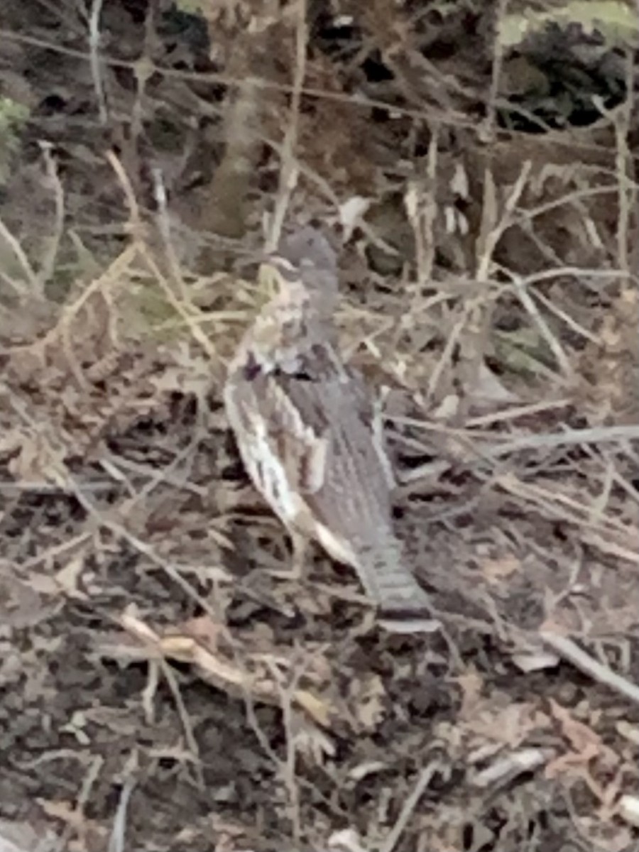 Ruffed Grouse - ML617222304