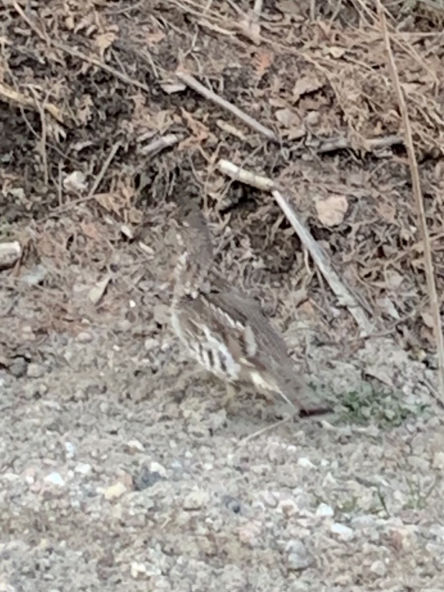 Ruffed Grouse - ML617222305